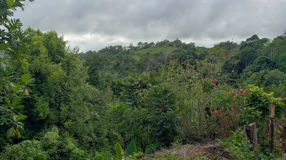 Fern Gully rainforest