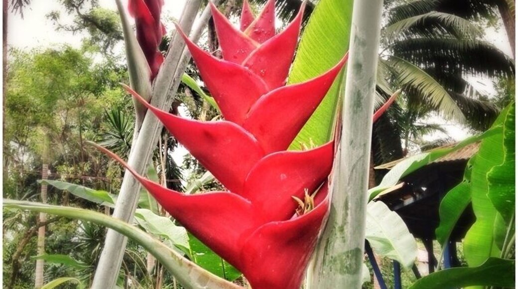 Coyaba Gardens - Location near Ocho Rios Jamaica. So beautiful!