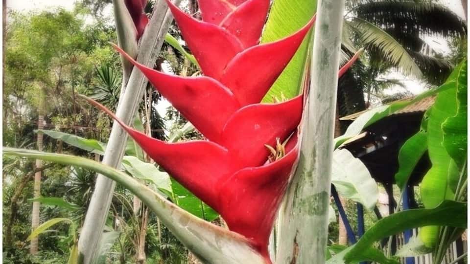 Coyaba Gardens - Location near Ocho Rios Jamaica. So beautiful!