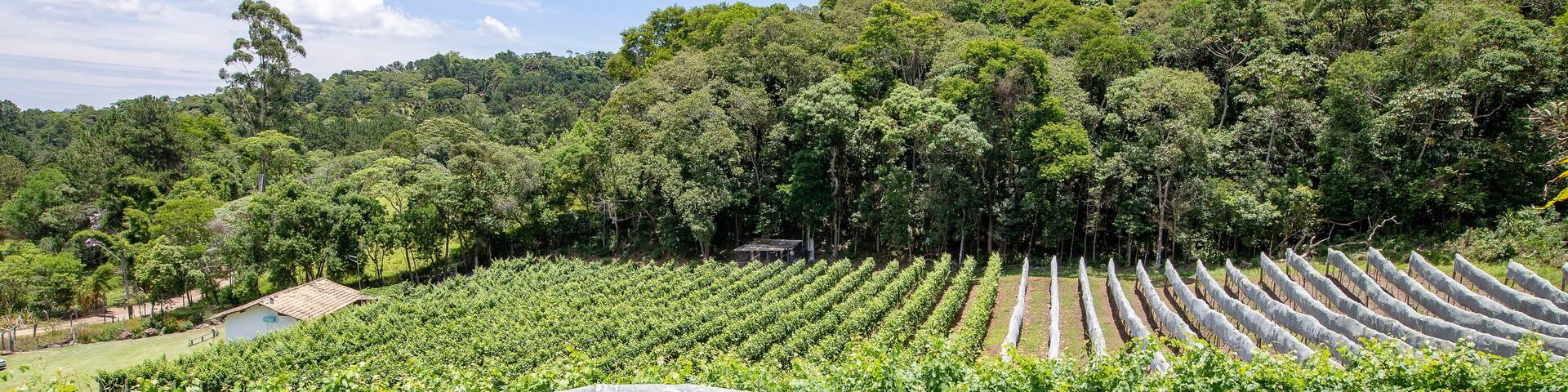 Vineyard with vines covered with net