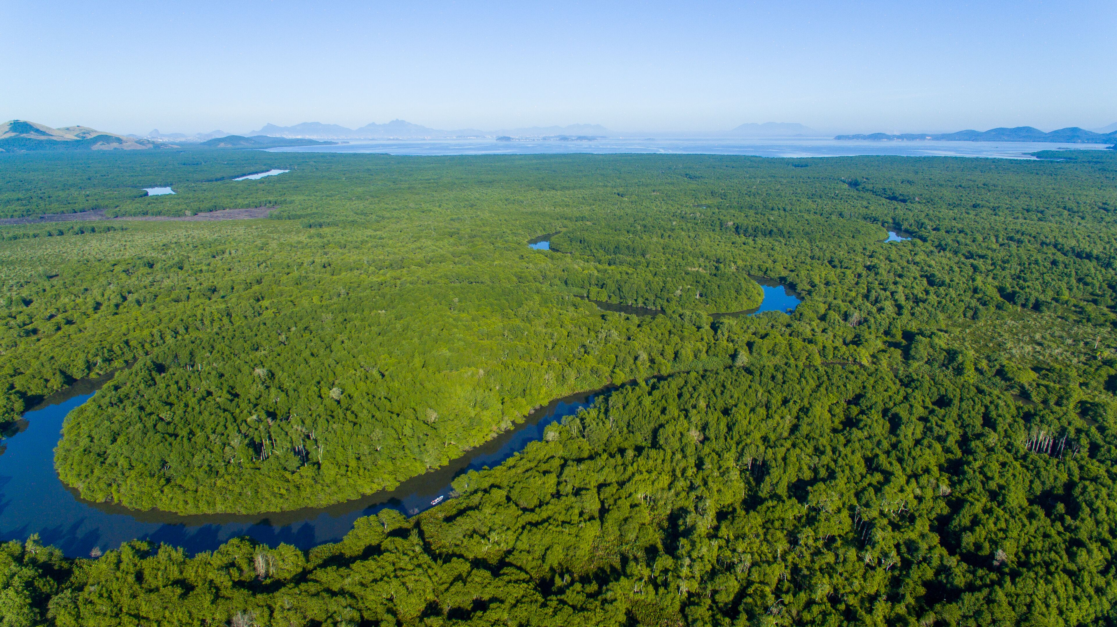 A dense forest with a winding river and distant mountains.