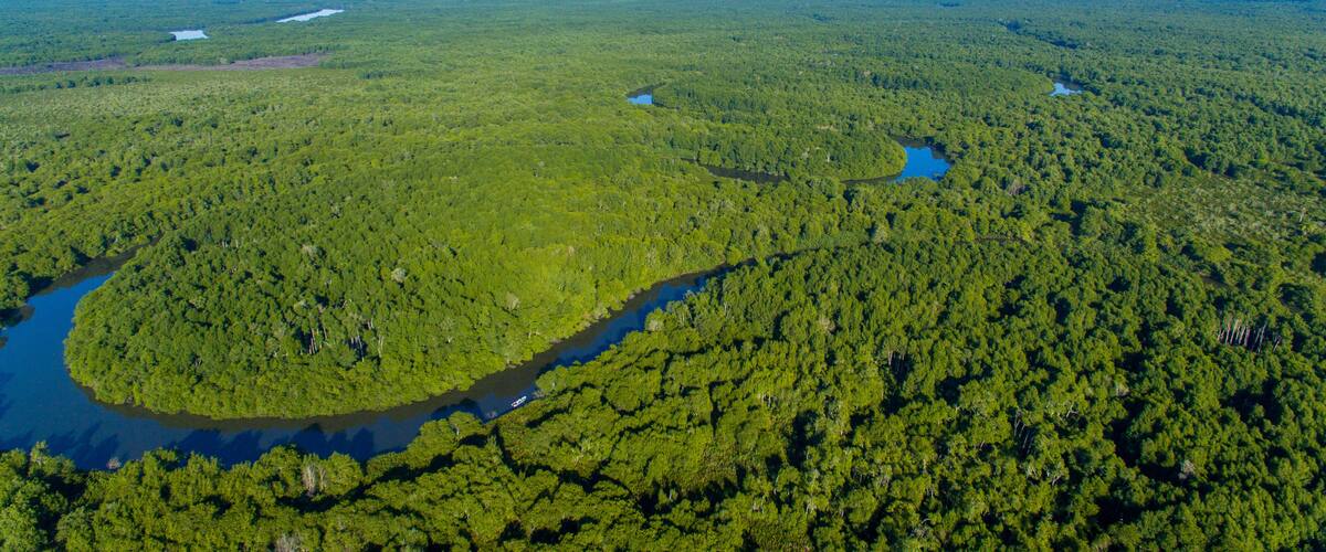 A dense forest with a winding river and distant mountains.