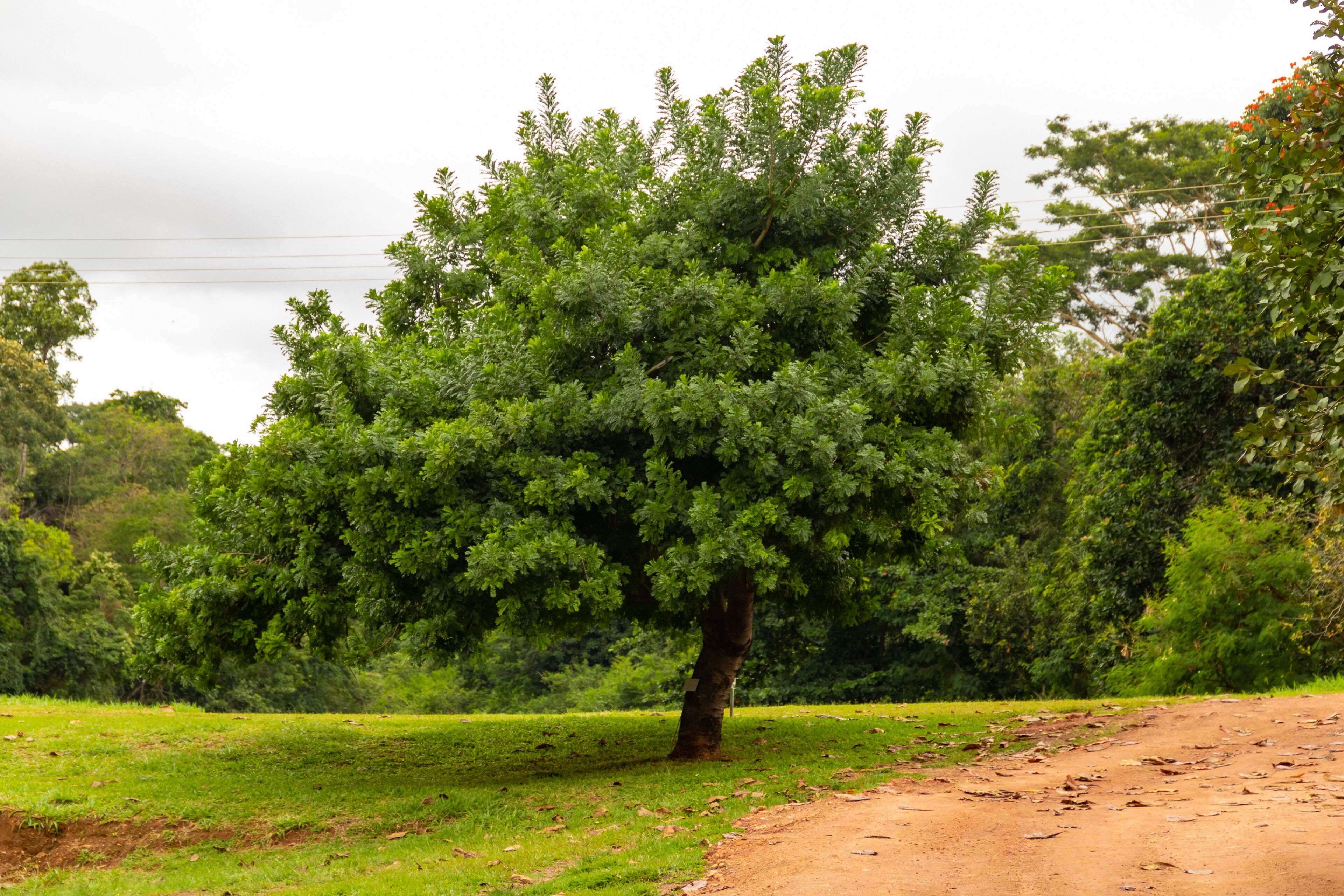 戈亞斯州雅爾丁