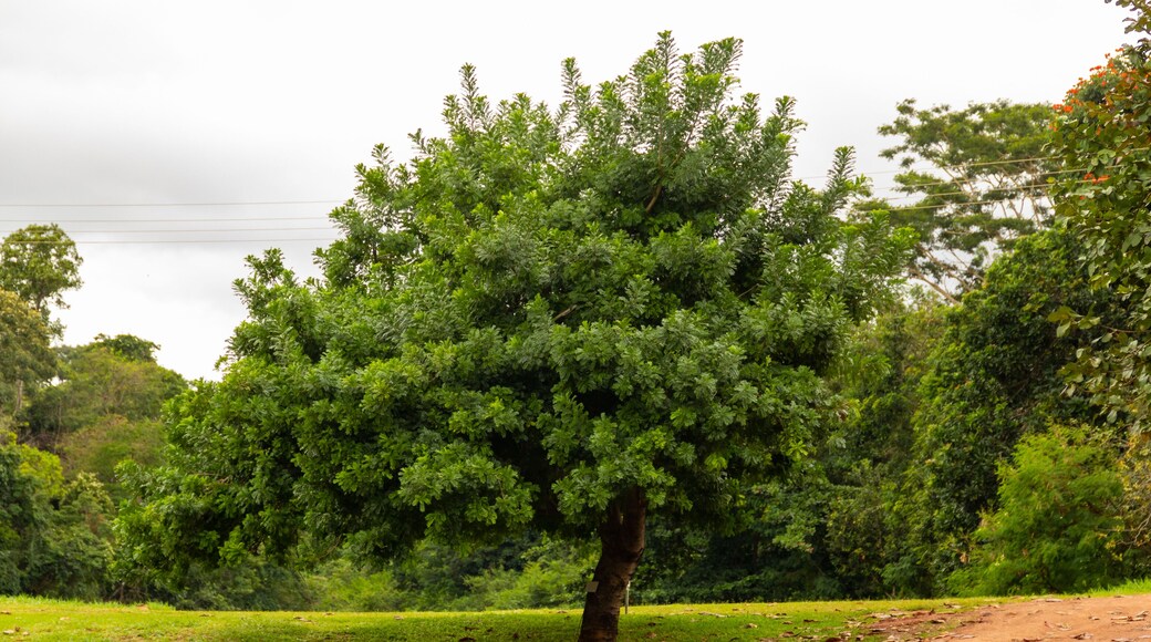 Uma vista do Jardim Botânico muito verde e arborizado na cidade de Goiânia em Goiás.