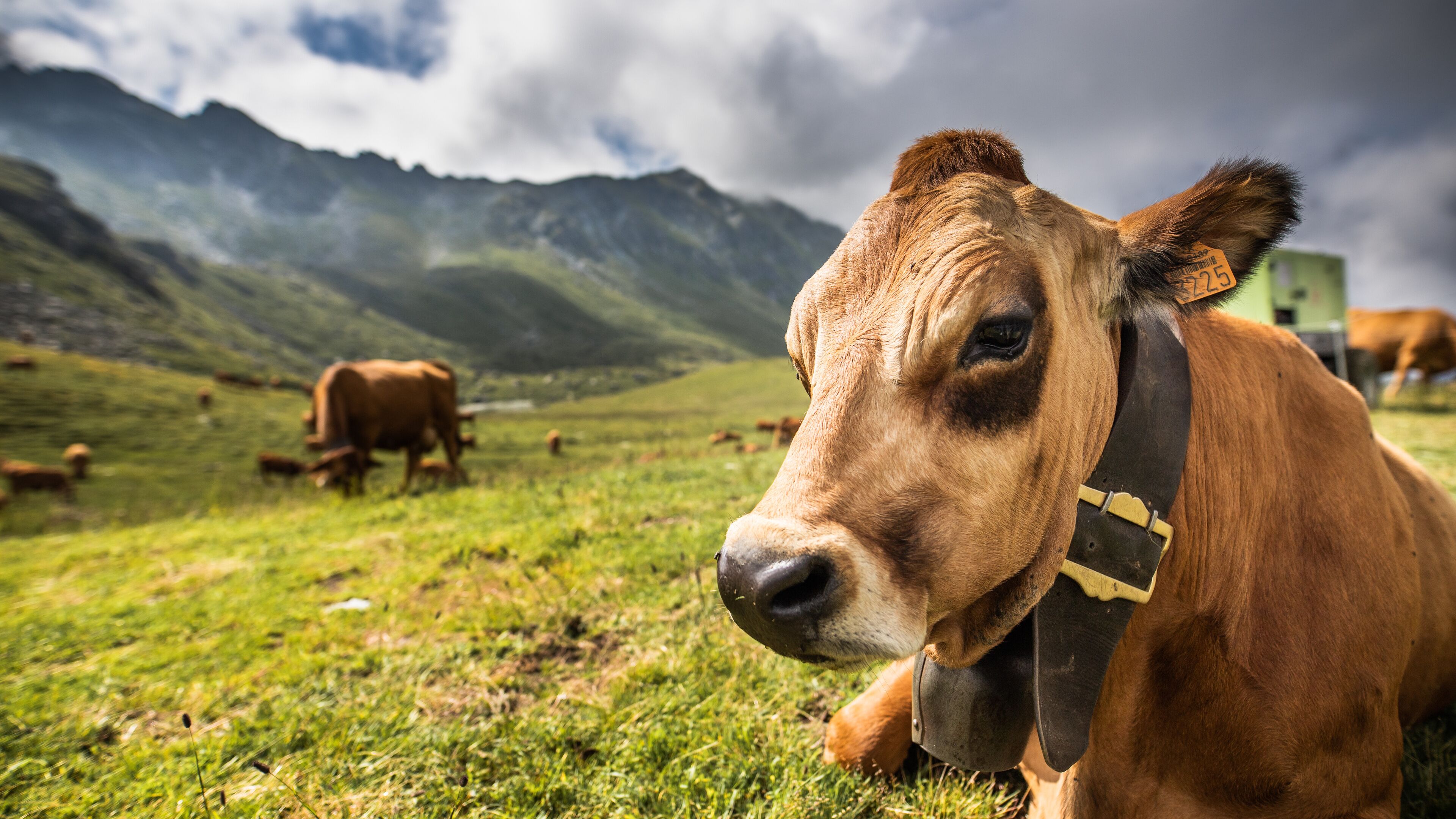 A brown cow with a yellow collar in a grassy field with mountains in the background.