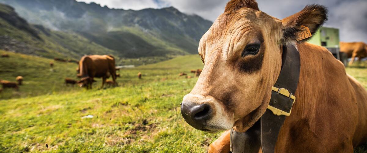 A brown cow with a yellow collar in a grassy field with mountains in the background.
