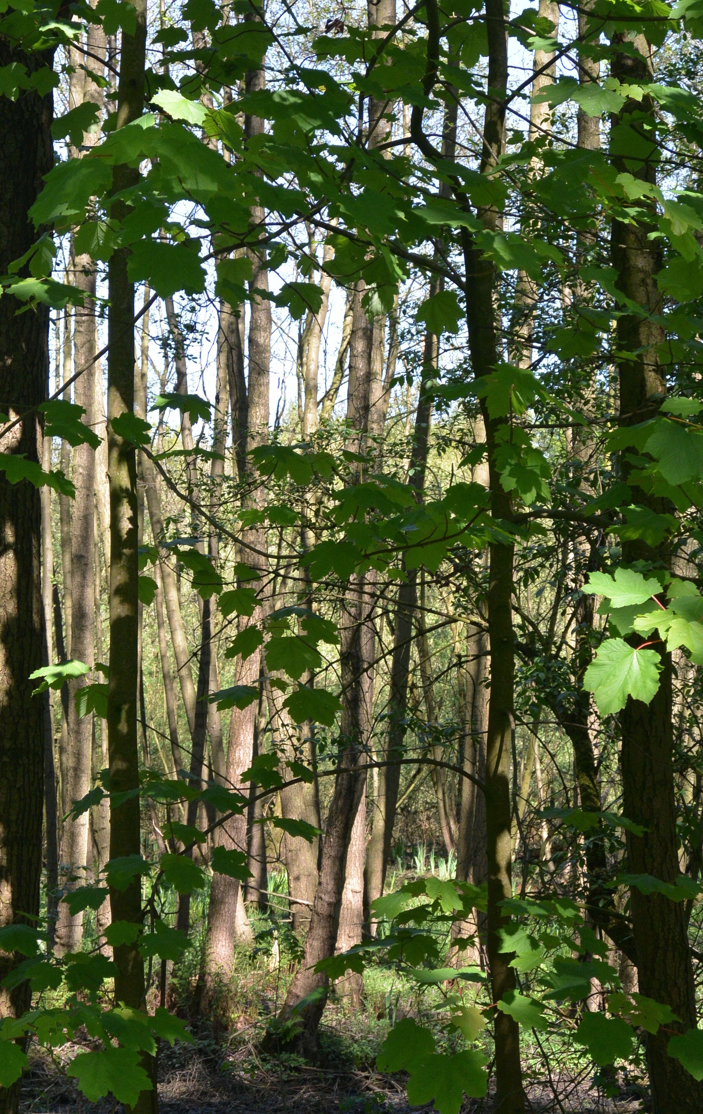 Landschaftsschutzgebiet Osdorf, Hamburg