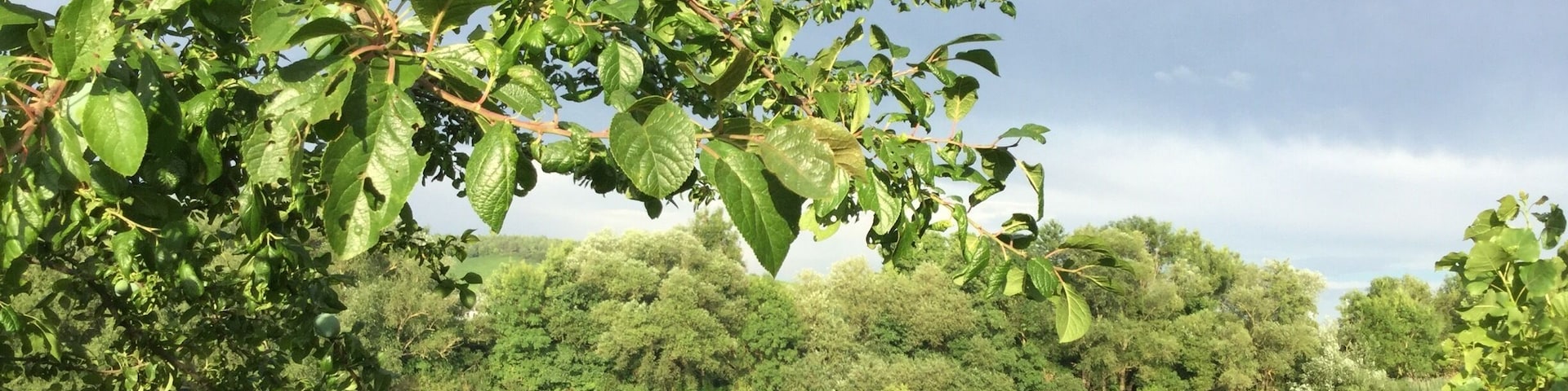 A green place by Main