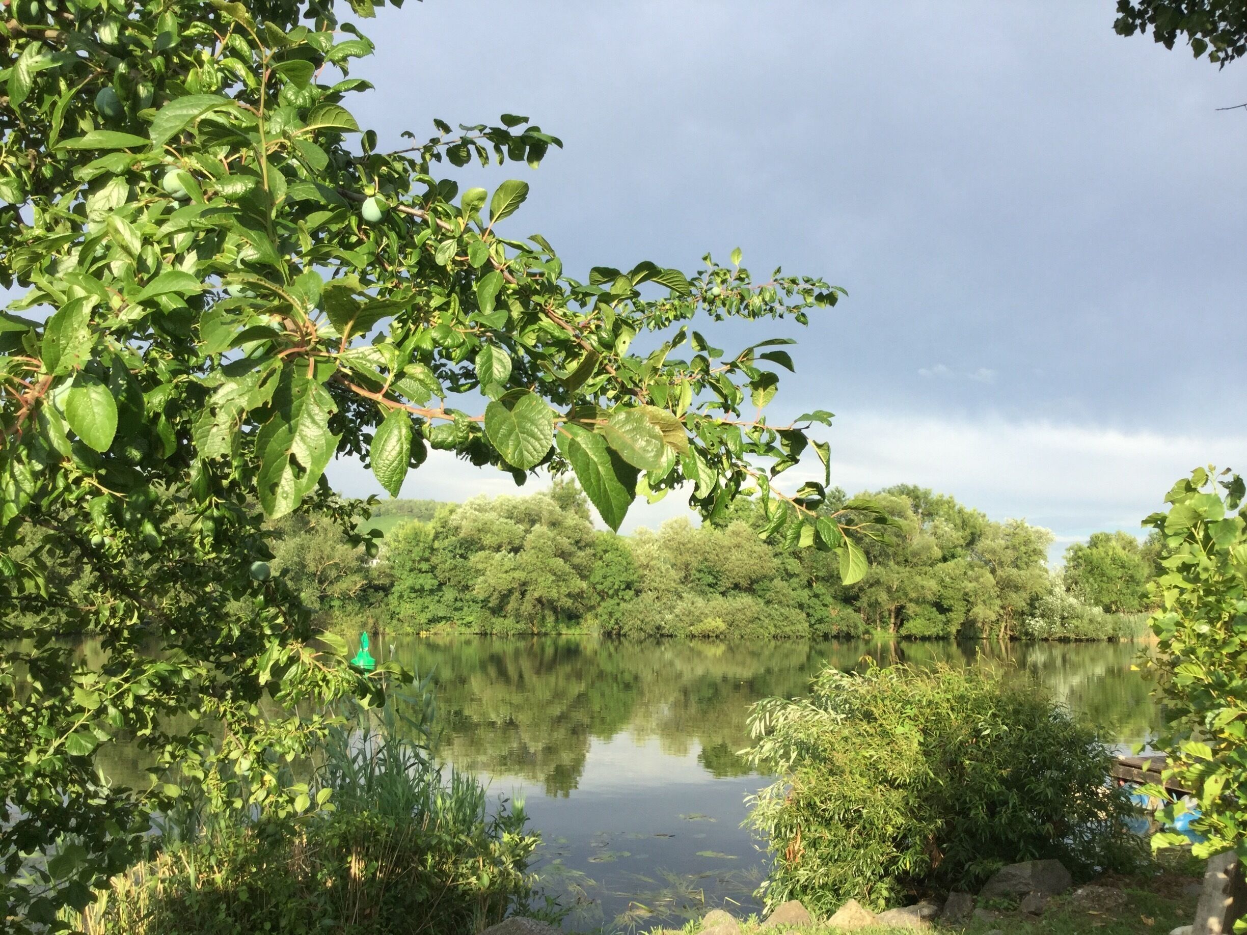 A calm lake surrounded by dense greenery and trees.