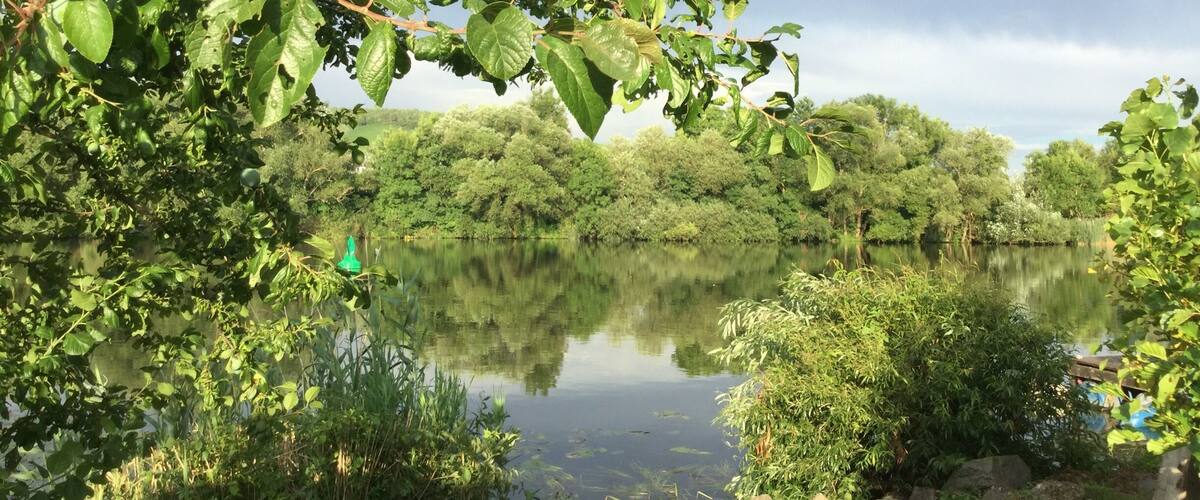 A calm lake surrounded by dense greenery and trees.