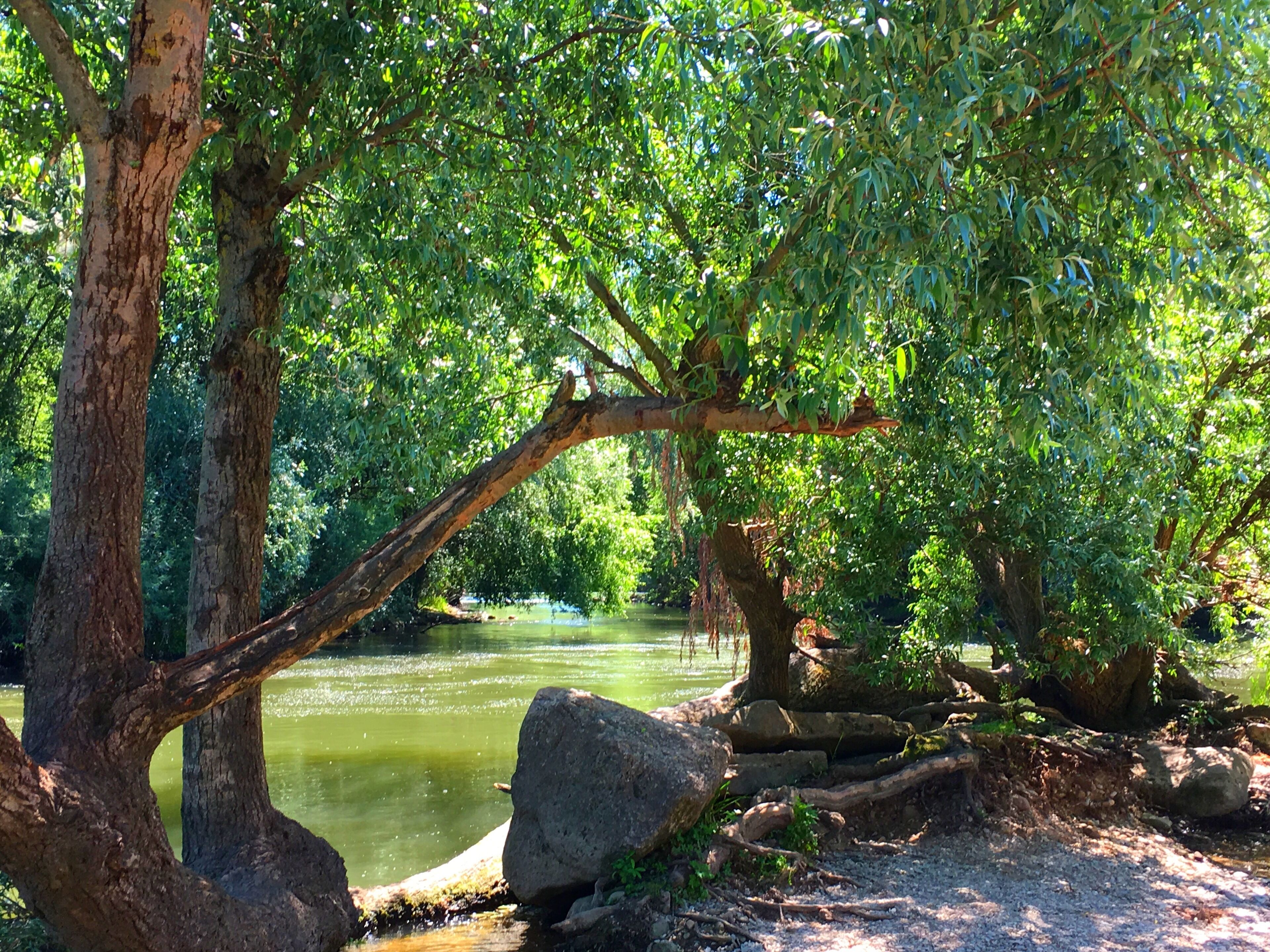 Naturschutzgebiet unterer Neckar Heidelberg, kleine Insel im Wasser mit Bäumen.