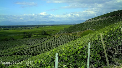 Oberrotweil mit Blick auf Vogesen