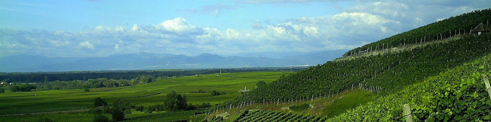 Oberrotweil mit Blick auf Vogesen