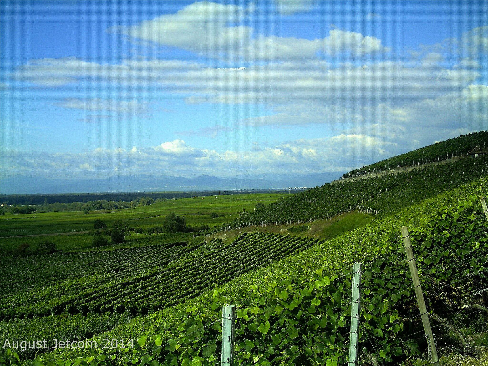 A vineyard with rows of grapevines under a partly cloudy sky.