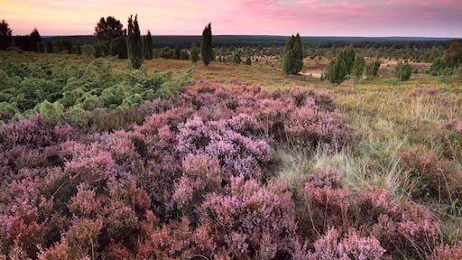 pink heather flowers on hills at sunset, Wilsede, Luneburger heide, Germany, Shutterstock ID 490135324, Purchase Order: -
