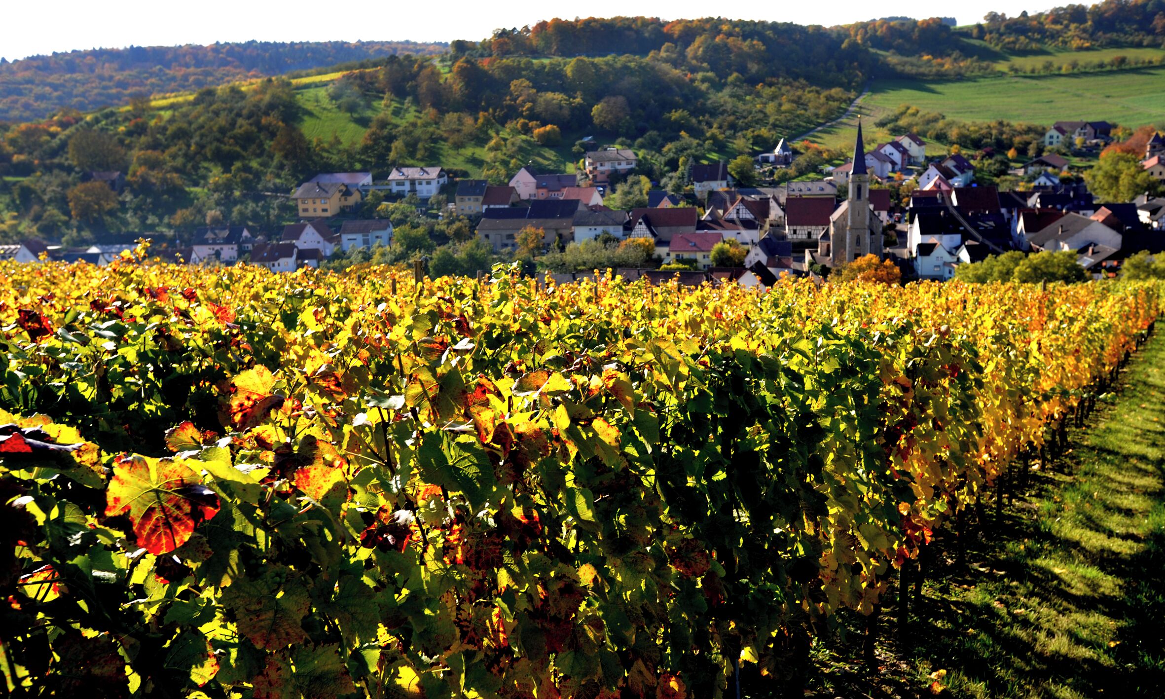A vineyard with rows of grapevines and a town in the background.