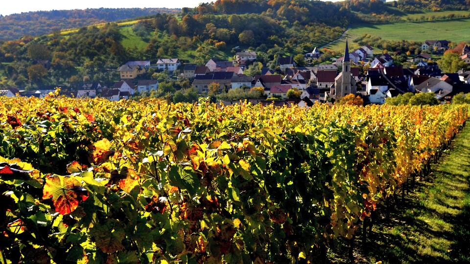 A vineyard with rows of grapevines and a town in the background.