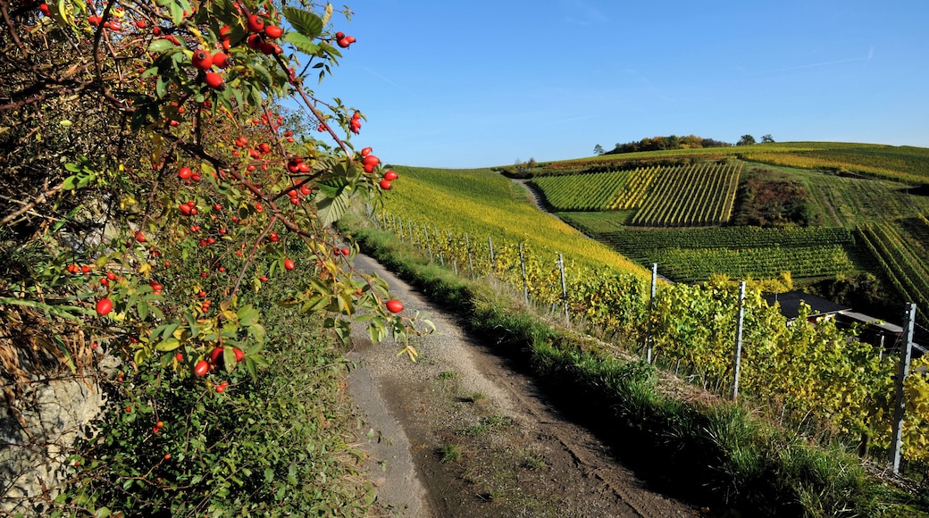 The beautiful wine village Beckstein.