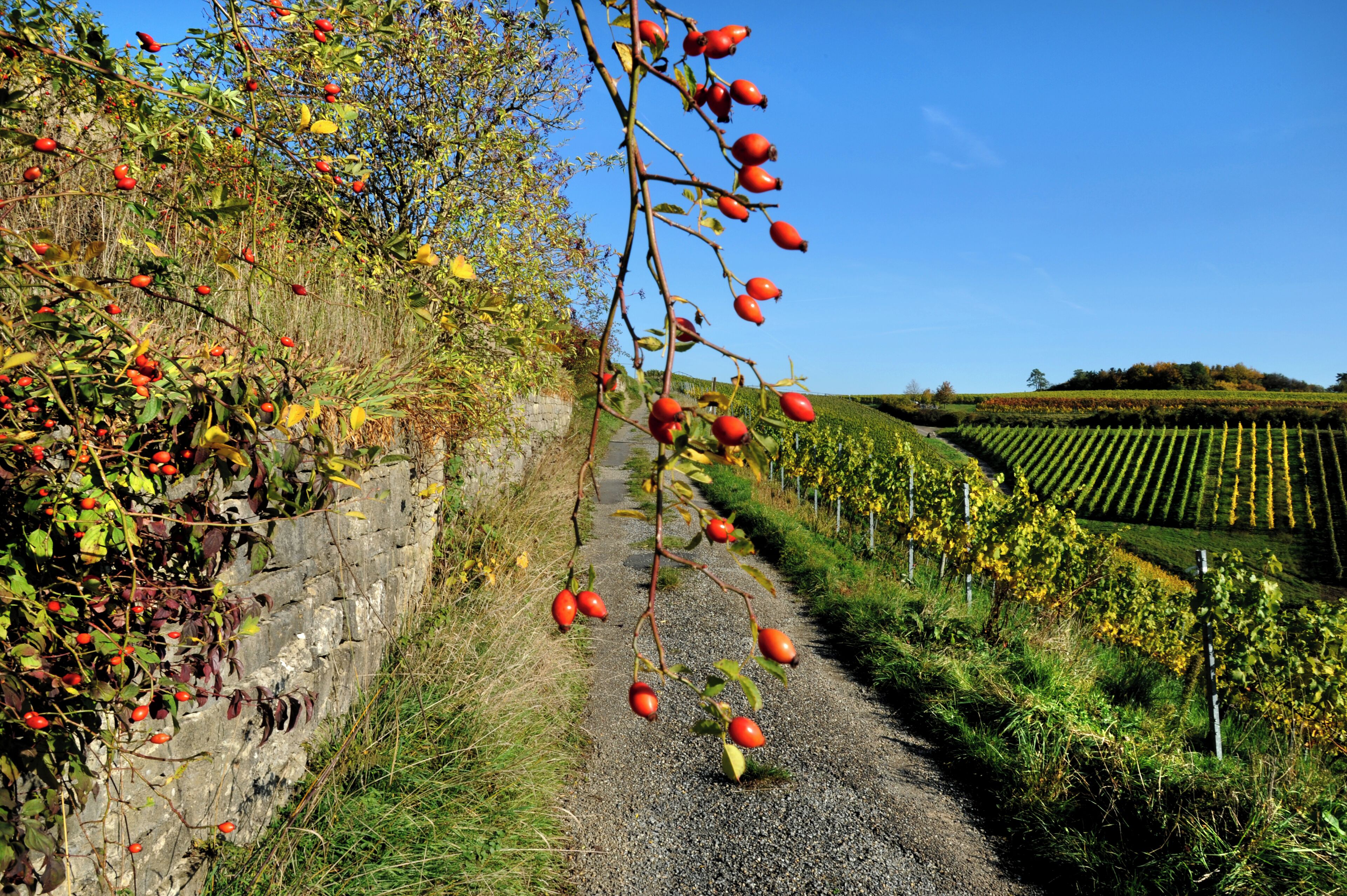 The beautiful wine village Beckstein.