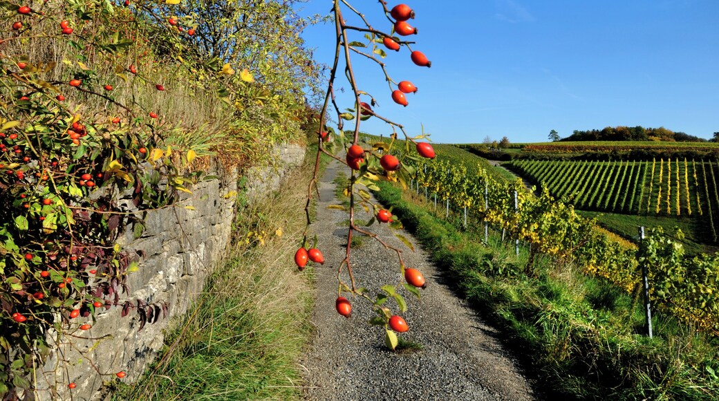 The beautiful wine village Beckstein.