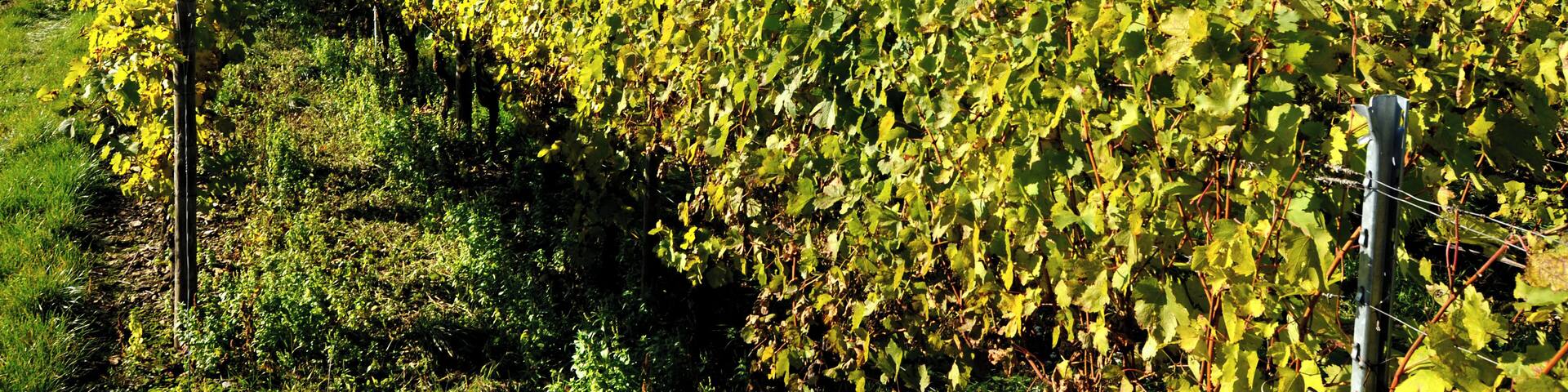 The beautiful wine village Beckstein.