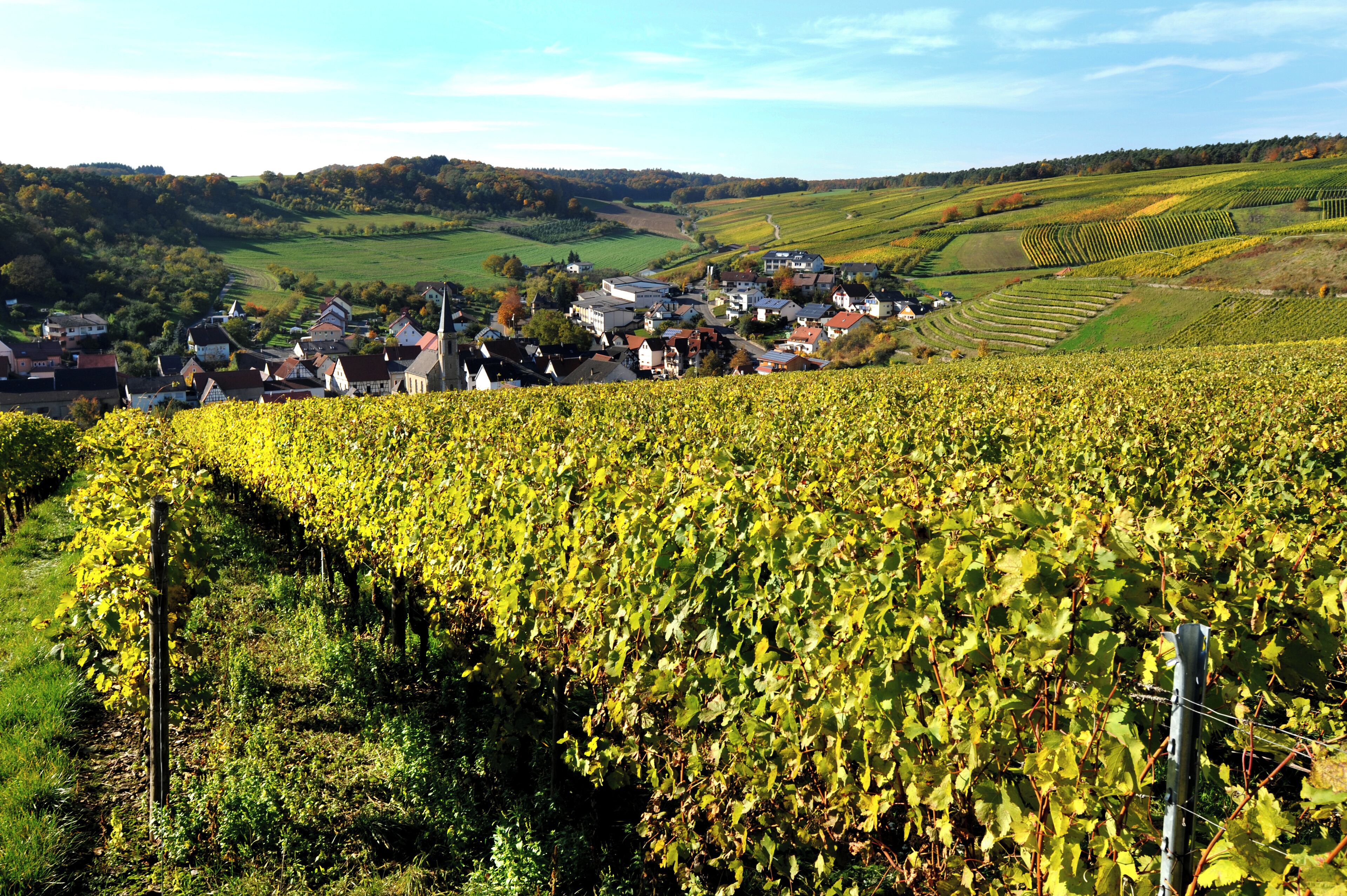 A vineyard with rows of grapevines, a small village with houses, and rolling hills in the background.