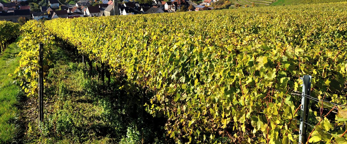 A vineyard with rows of grapevines, a small village with houses, and rolling hills in the background.