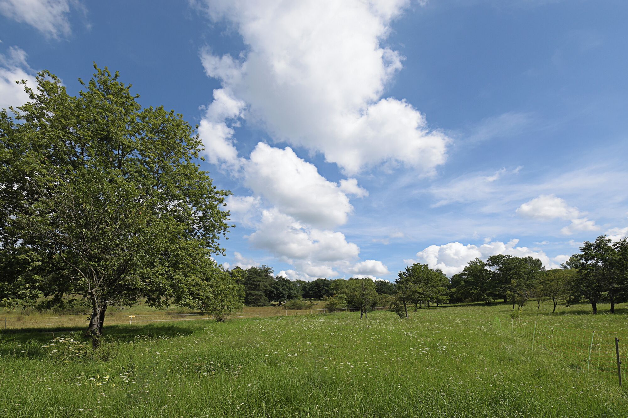 Kernesbellen ist ein Naturschutzgebiet in Darmstadt-Eberstadt