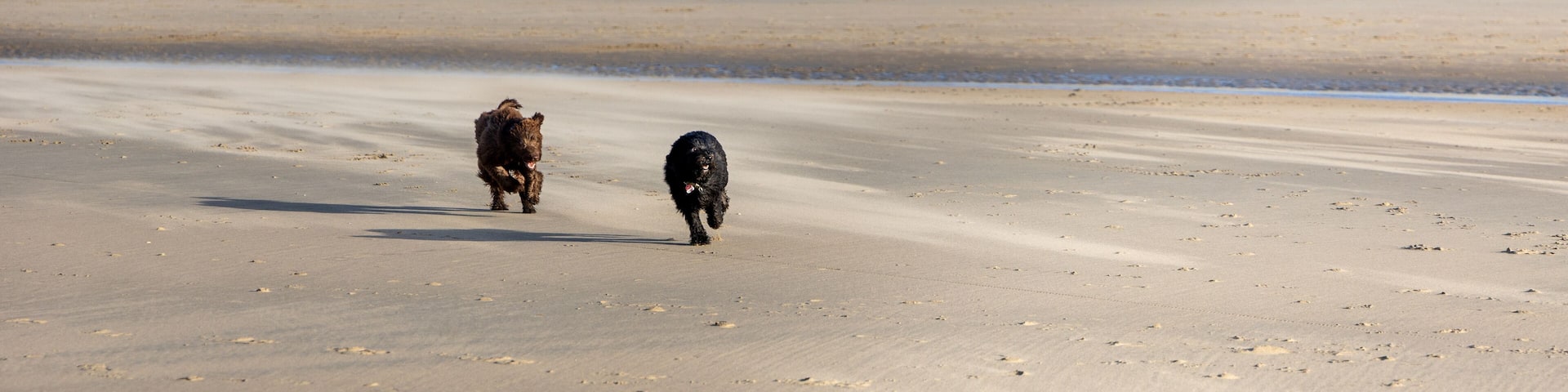 Two dogs, a brown and a black labradoodle, are running full speed on the beach of Haarlem Amsterdam, Netherlands, Januay 2022