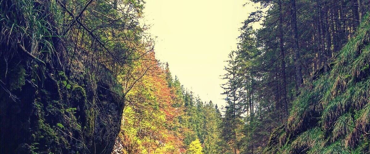 A wooden staircase leading to a bridge over a river in a forested canyon.