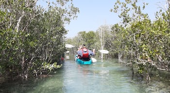 Paddeln im Mangroven Park in Abu Dhabi