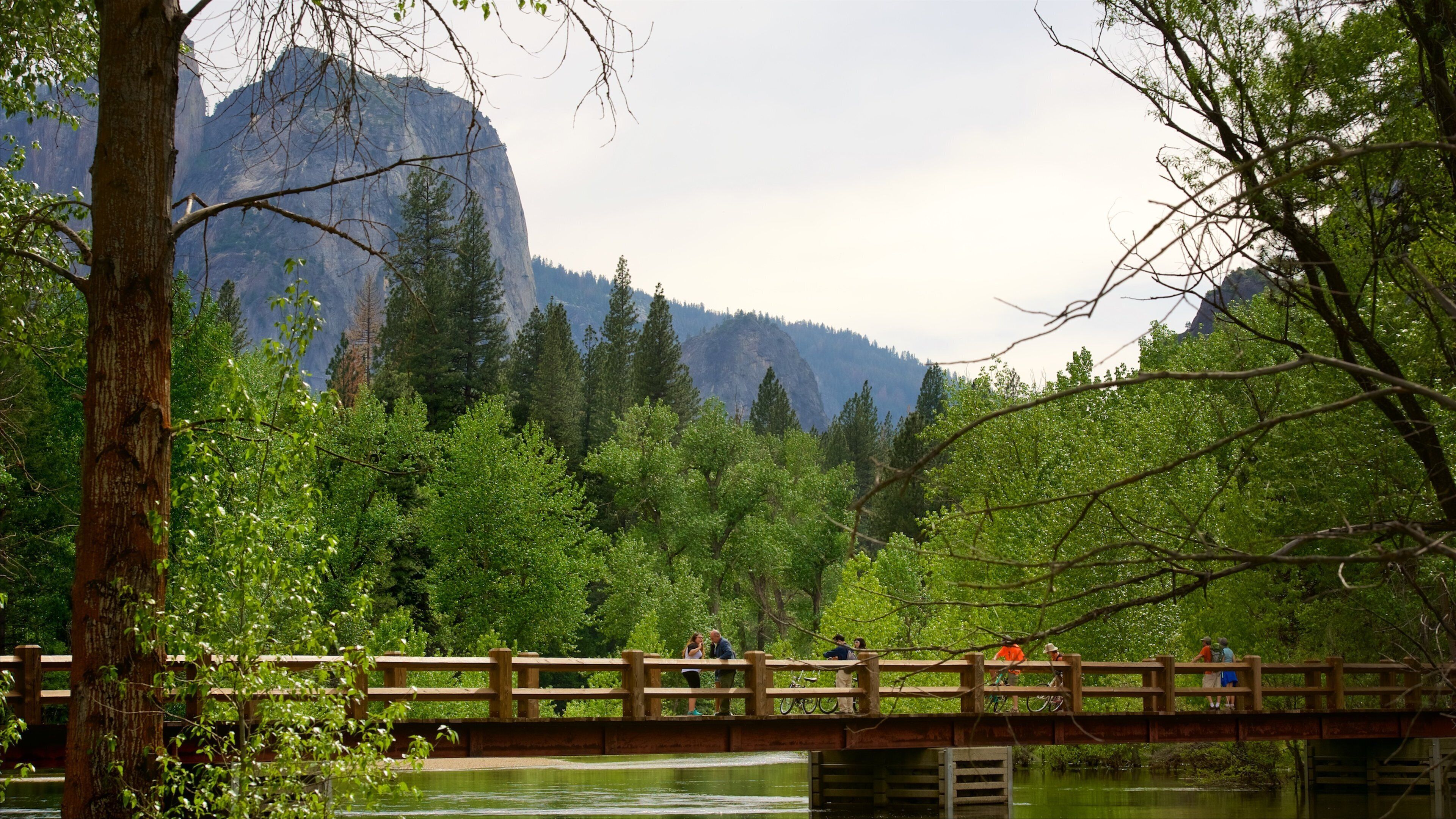 Yosemite National Park inclusief vredige uitzichten, een brug en bossen
