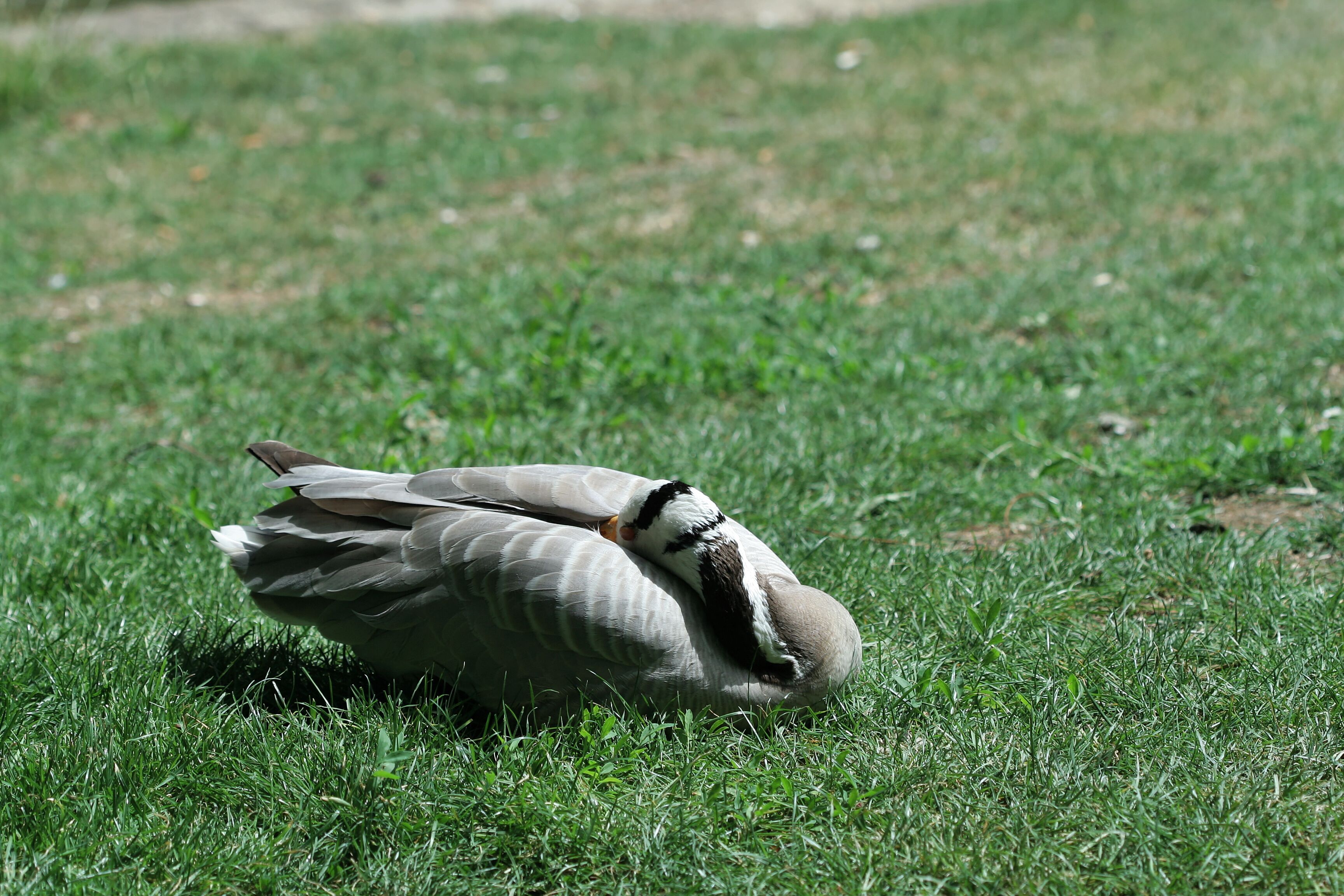 Paris, parc des Buttes-Chaumont. Bernache du Canada (Branta canadensis) NON ! sur le bord du lac.