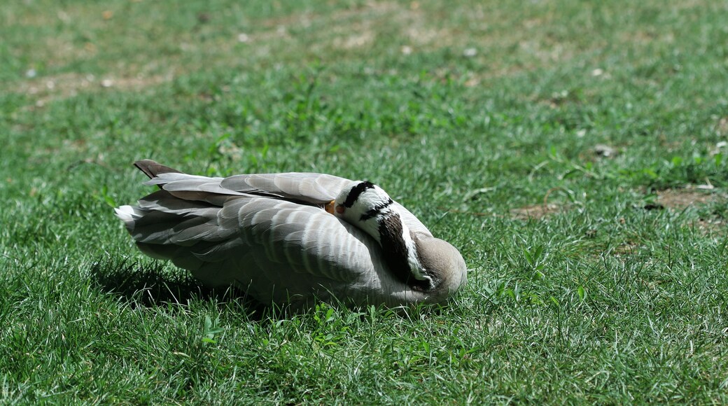 Paris, parc des Buttes-Chaumont. Bernache du Canada (Branta canadensis) NON ! sur le bord du lac.