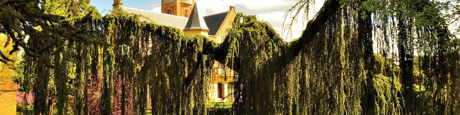 Found close to Fondation Deutsch de La Meurthe, this tree adds a unique charm to CIUP campus. When observed with the clock tower of Deutsch De la Meurthe, one would think that he lives in a different time, a time of magic and ultimate beauty.