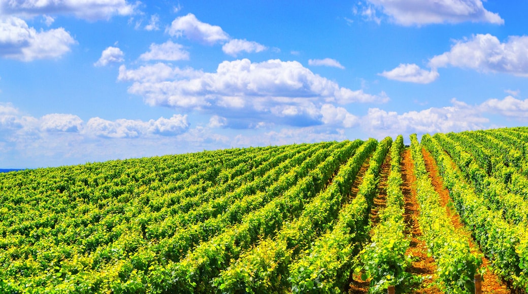 Vineyards of Burgundy - France