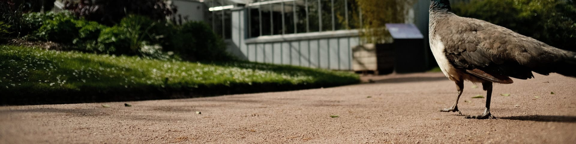 Le Paon du jardin des plantes de Rouen