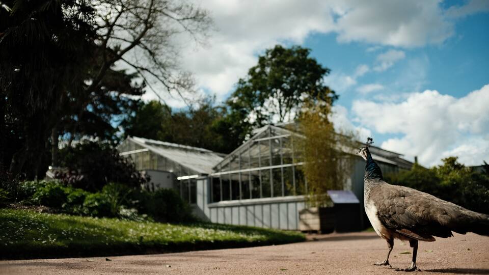 Le Paon du jardin des plantes de Rouen