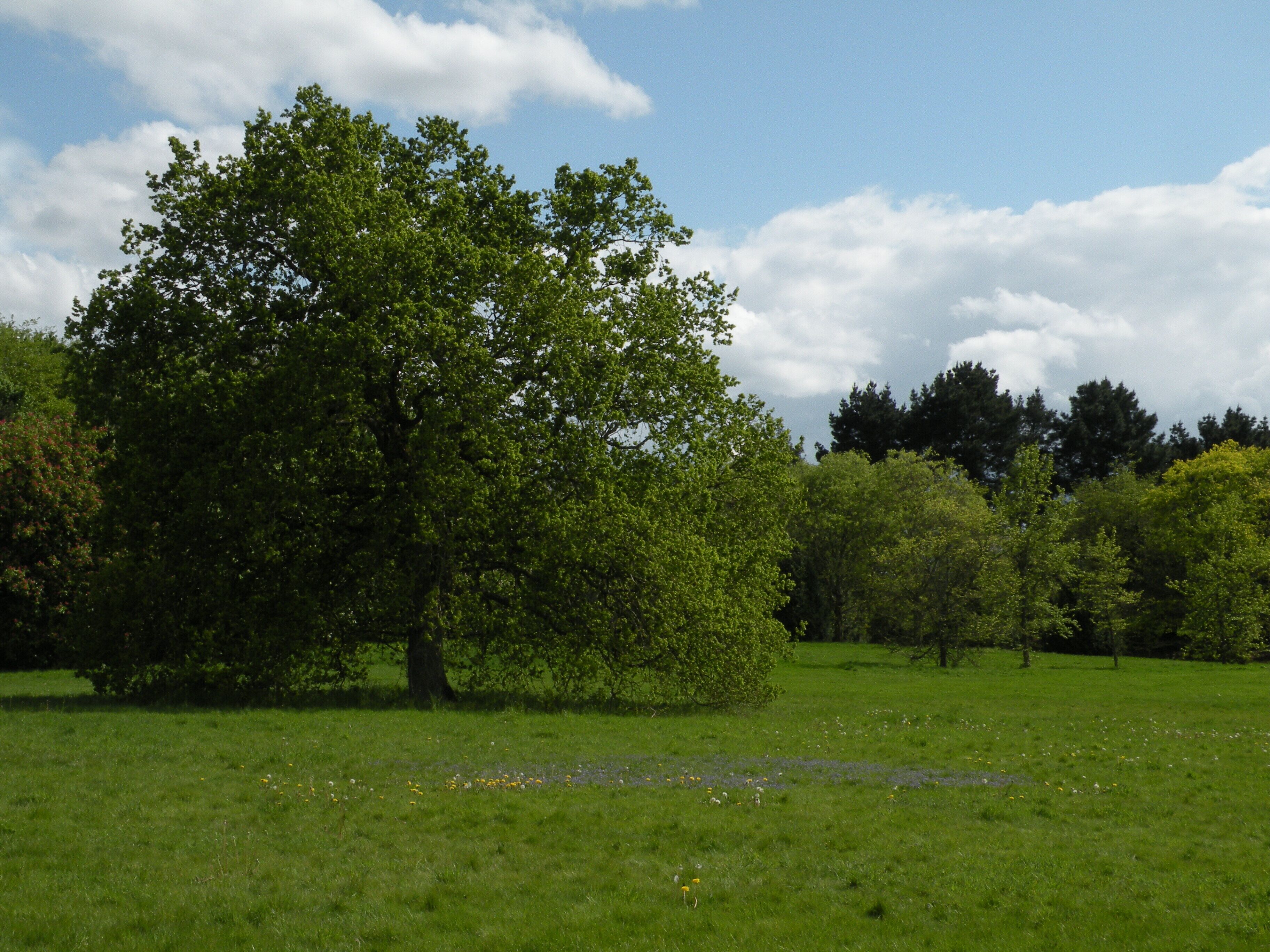 Parc de Bréquigny à Rennes : la pelouse centrale.