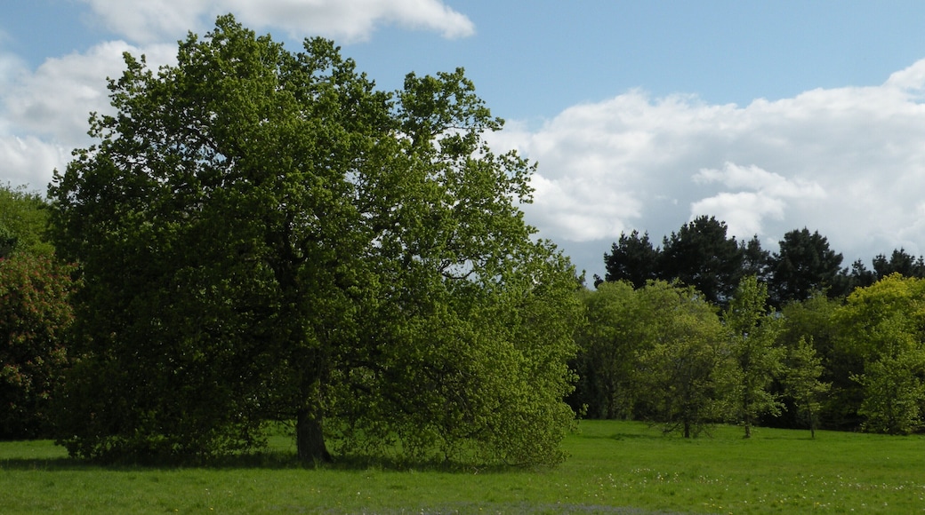 Parc de Bréquigny à Rennes : la pelouse centrale.