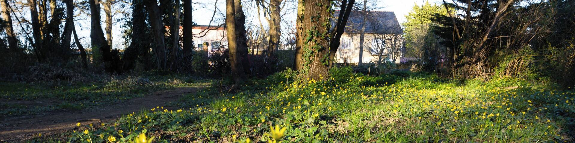 A forested area with yellow flowers and a dirt path.