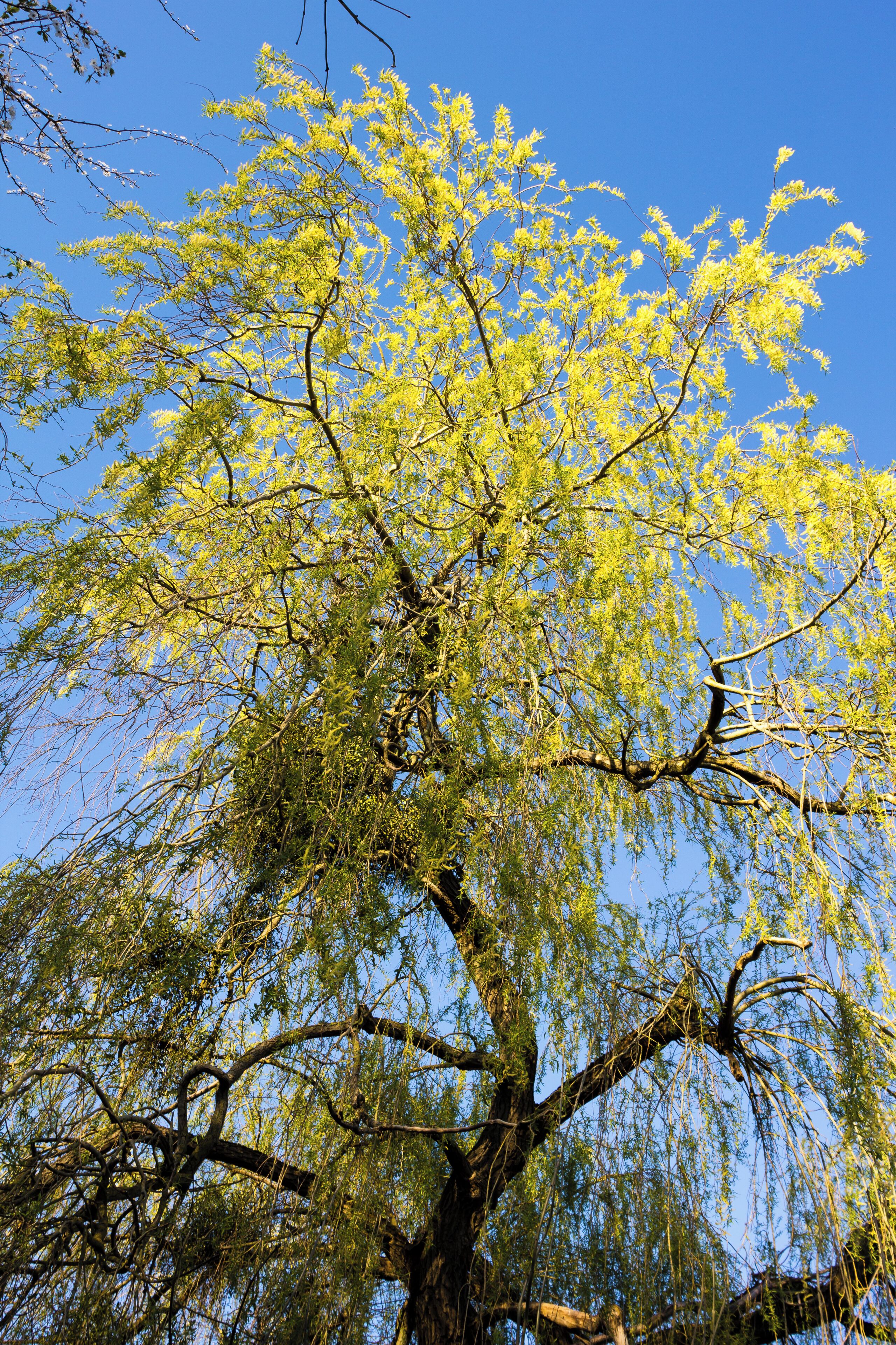 Français: Les prairies Saint-Martin à Rennes au printemps 2014, après la fermeture des jardins familiaux.