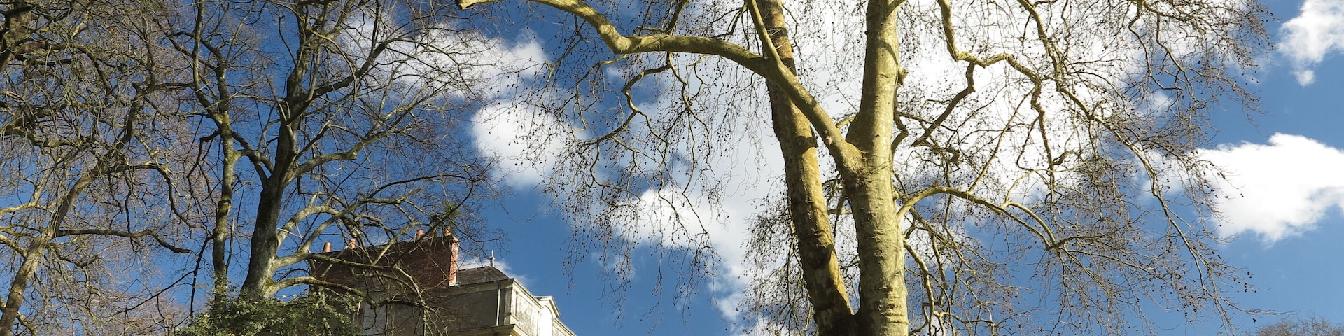 Arbre majestueux parc de la Chantrerie