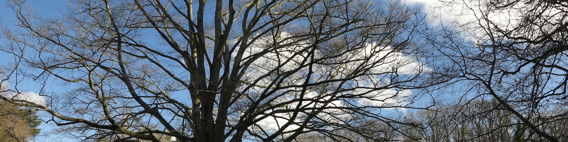 Le parc de la Chantrerie