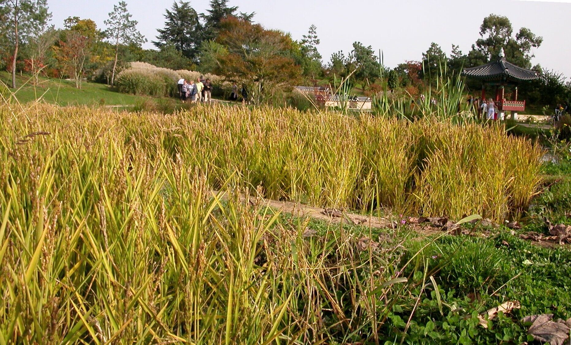 Paddy field in the Grand-Blottereau park in Nantes