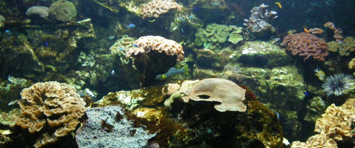 aquarium de st malo