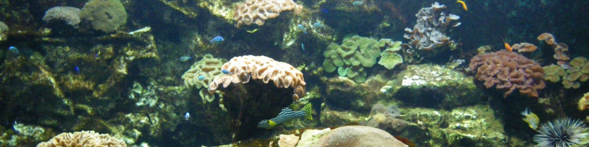 aquarium de st malo