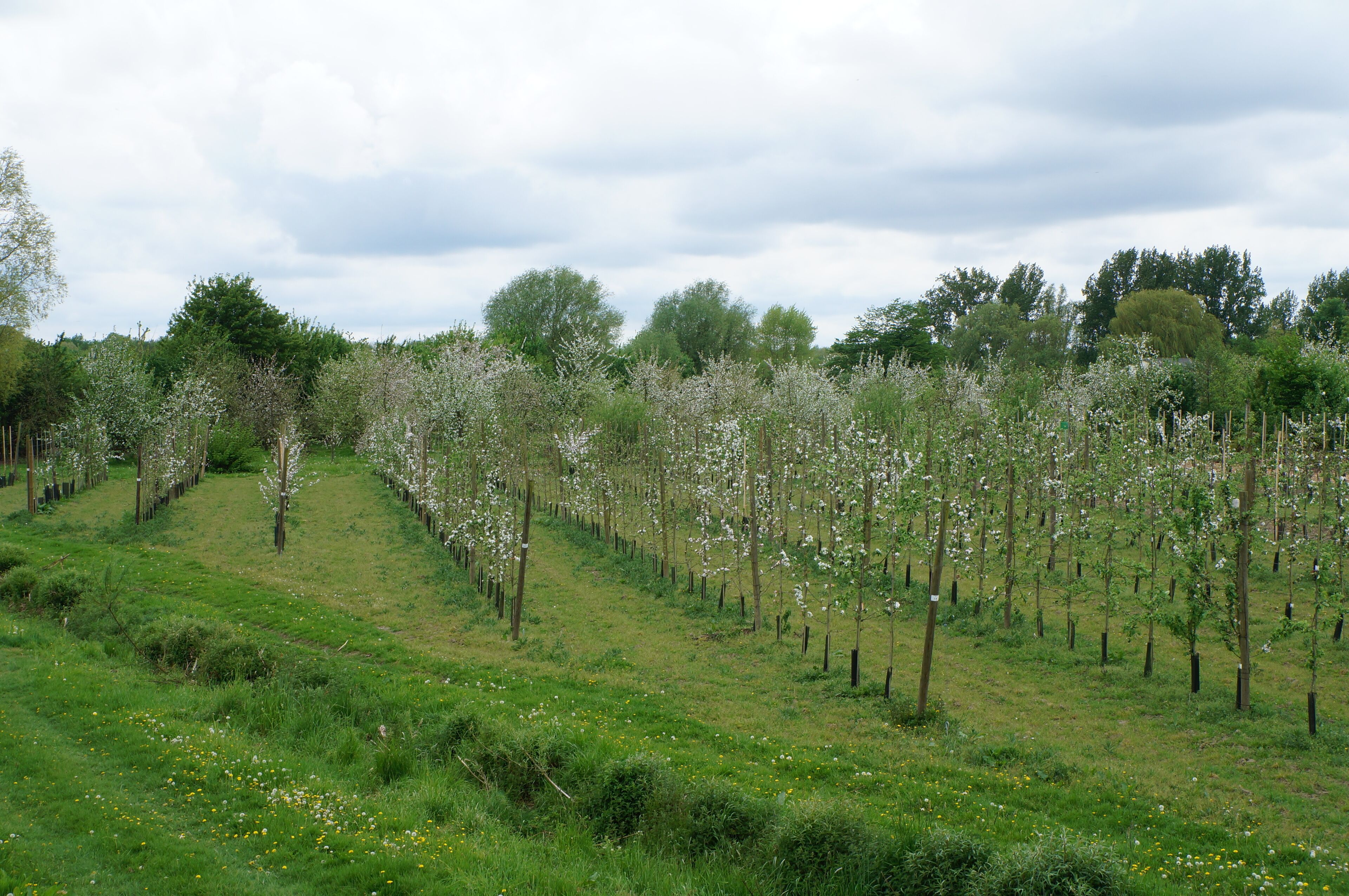 La parcelle du verger conservatoire dans la "Réserve naturelle régionale du Héron" .- Parc du Héron à Villeneuve-d'Ascq