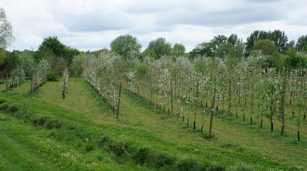 La parcelle du verger conservatoire dans la "Réserve naturelle régionale du Héron" .- Parc du Héron à Villeneuve-d'Ascq