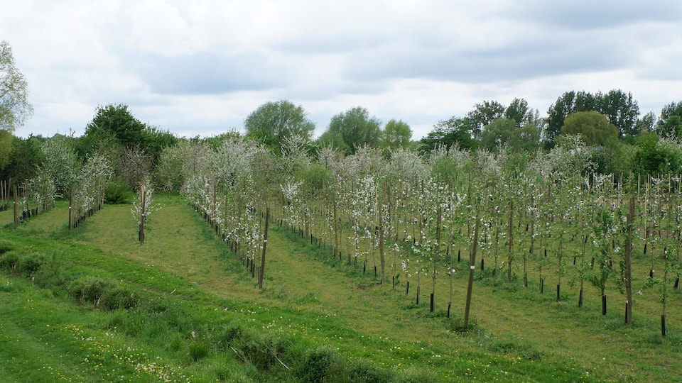 La parcelle du verger conservatoire dans la "Réserve naturelle régionale du Héron" .- Parc du Héron à Villeneuve-d'Ascq